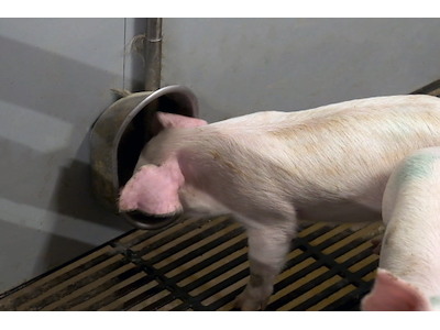 Drikkekop til smågrise