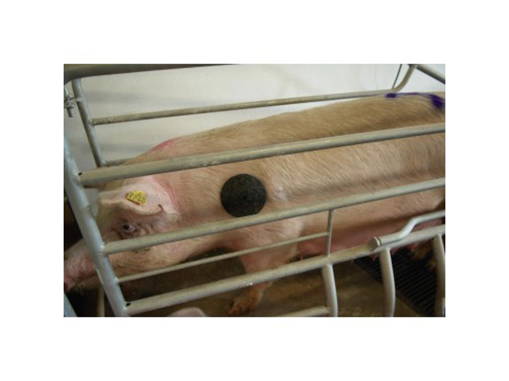 Skulderkappe 10 stk porcivet