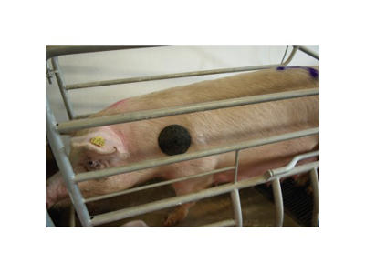 Shoulder pads 10 pcs porcivet