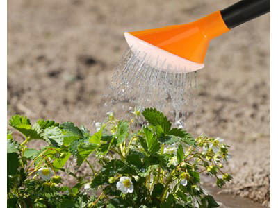 Brusehoved til vandkande