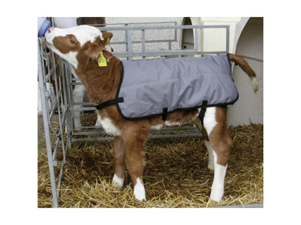 Calves blanket